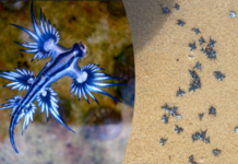 Sydney Beaches Hit With Venomous Blue Dragon Sea Creatures