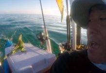 Kayaker rescues Iguana Four miles offshore