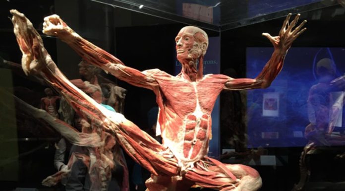 Worldwide controversy follows exhibition of corpses A cadaver on display at a previous Body Worlds Exhibition. (Source: CBC)