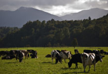 What does China want from New Zealand dairy? Dairy cows grazing on a farm in New Zealand. (Source: Grey Valley dairy farm, flikr images)