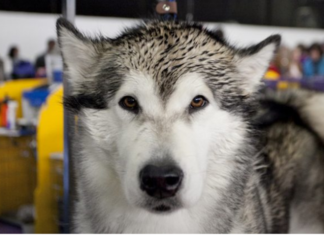 What Do Chinese Say About the Dog Zodiac?